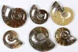 Lot: KG Madagascar Polished Ammonites (-) - Pieces #79354-3